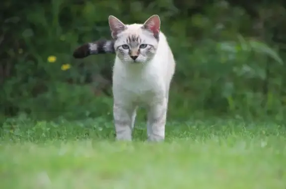 Chat perdu : Flocon, mâle blanc et gris - photo