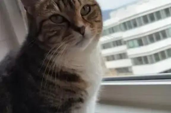 Chat perdu, Clermont-Ferrand, photo: Chatte blanche et rousse perdue à Clermont
