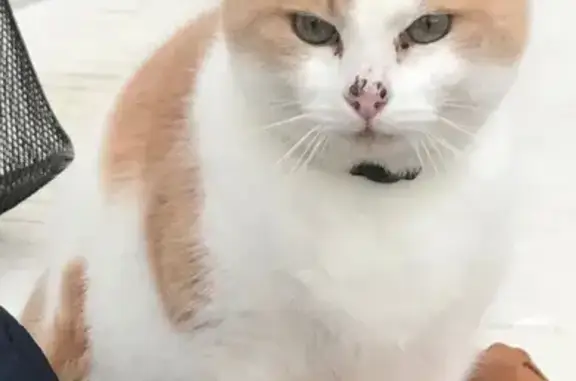 Animaux perdus Urcuit, photo: Chat roux-blanc perdu à Urcuit