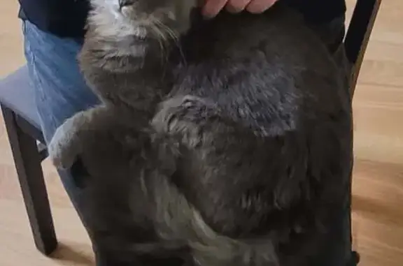 Chat gris mâle trouvé à Cherbourg - photo