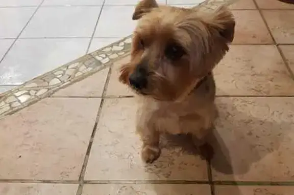 Chien perdu Mitry-Mory, photo : Yorkshire 7 ans perdue, Mitry-Mory