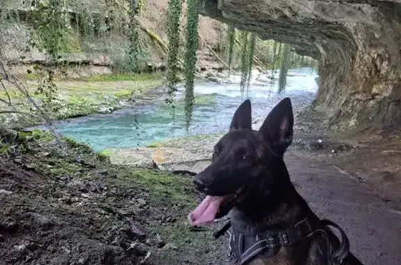 Chien perdu , photo : Malinois femelle perdue en montagne