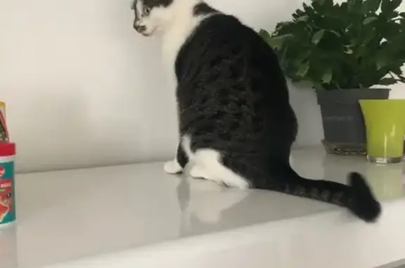 Chatte Pralinette perdue à Louviers - photo