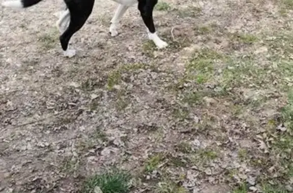 Animaux trouvés , photo: Jeune chienne noir et blanc trouvée à Gy