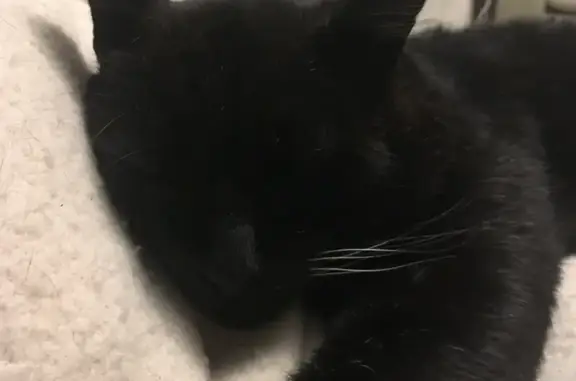 Chat noir non castré perdu à La Ferté - photo