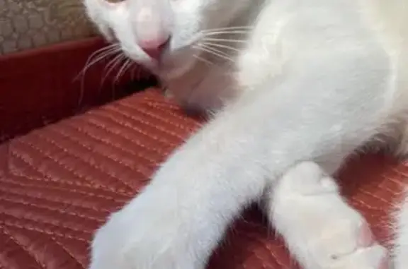 Chat perdu, Ladon, photo: Chat mâle blanc/gris disparu à Ladon