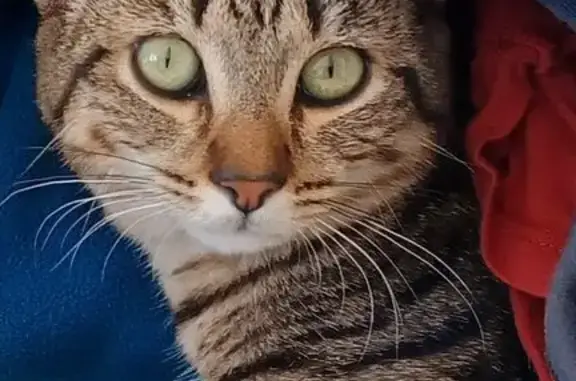 Animaux perdus Craponne, photo: Chatte tigrée perdue à Craponne