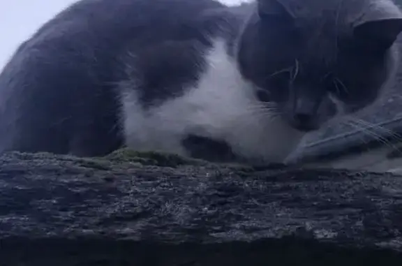Chat trouvé , photo: Chat gris et blanc trouvé à Plouégat-Guérand