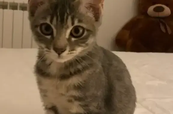 Bella, chatte sociable disparue le 18 mars - photo