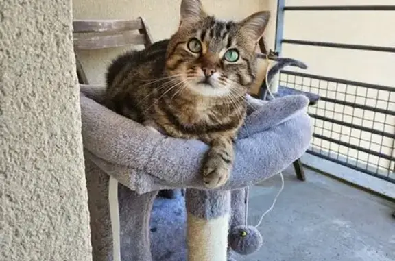 Chat perdu, Le Mans, photo: Chat tigré castré perdu au Mans