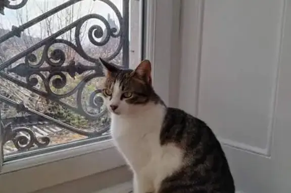 Animaux trouvés , photo: Jeune chatte tigrée trouvée au Puy-en-Velay