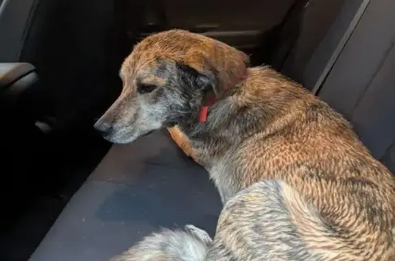 Chien trouvé , photo: Chien fauve trouvé au mont Aigoual