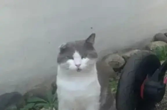 Chat gris-blanc disparu, une oreille cassée - photo