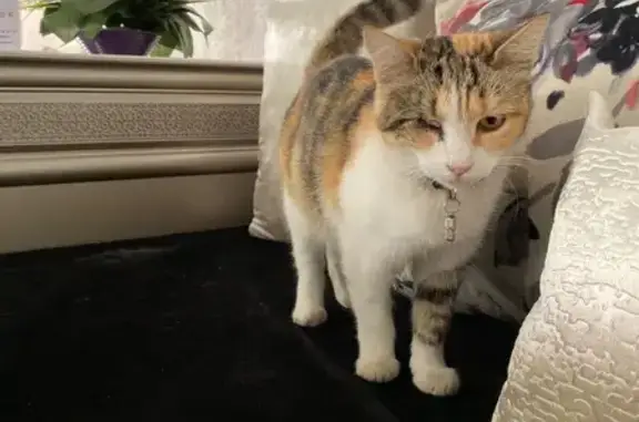 Animaux perdus La Seyne-sur-Mer, photo: Chatte écaille disparue à La Seyne-sur-Mer