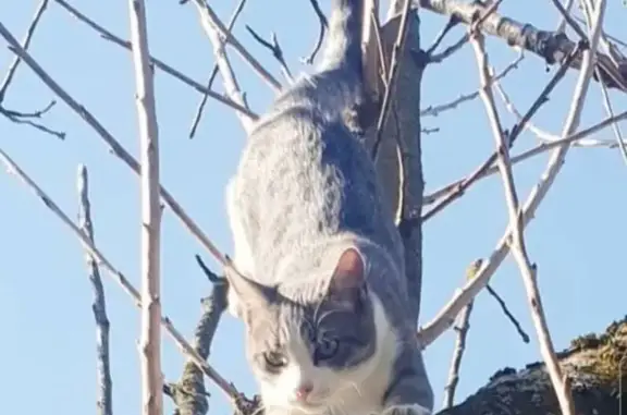 Chat mâle gris/blanc perdu à Saint-Sorlin - photo