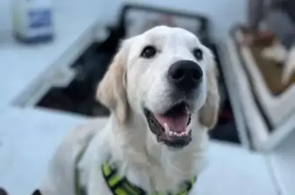 Chien perdu , photo : Chien crème perdu, Boismont, harnais jaune