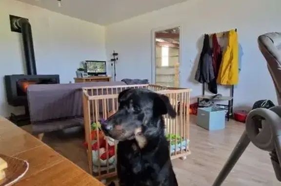 Chien perdu , photo : Deux chiens perdus à Plats