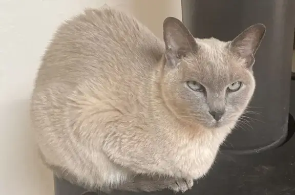 Chat tonkinois perdu, Les Arcs, 15 mars - photo
