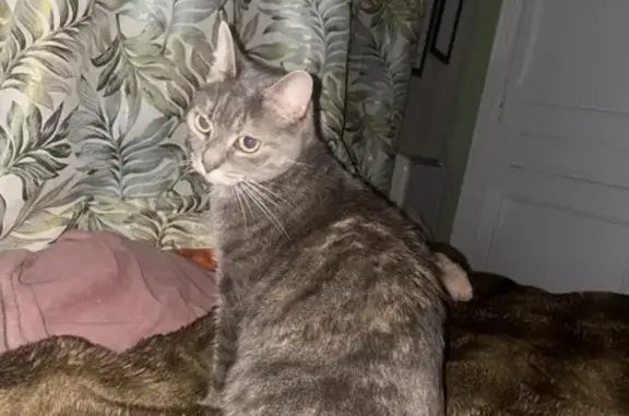 Animaux perdus , photo: Petite chatte grise perdue à Aguilcourt