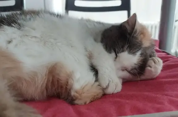Chat perdu, Delle, photo: Chatte tricolore 25 ans perdue à Delle