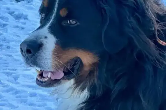 Chien Bouvier Bernois perdu à Saint-Didier - photo