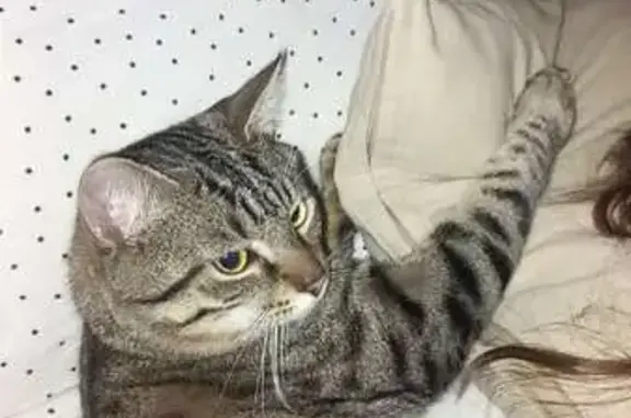 Animaux perdus Strasbourg, photo: Chat tigré 10 mois perdu Strasbourg