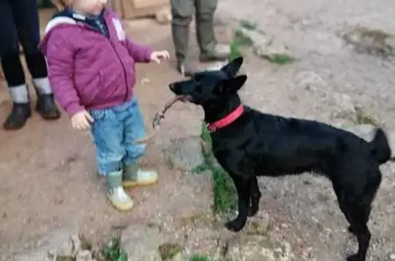 Chien perdu , photo : Chienne noire croisée perdue au Revest-les-Eaux