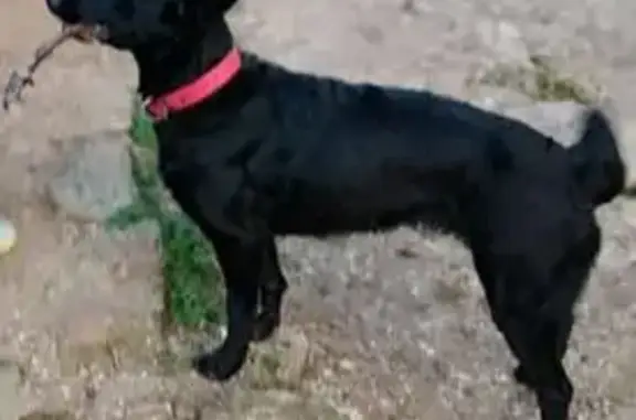 Chien perdu , photo : Chienne noire croisée perdue au Revest