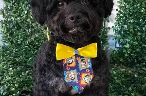 Poodle Preto Perdido em Muriqui: Luke, 5 Anos