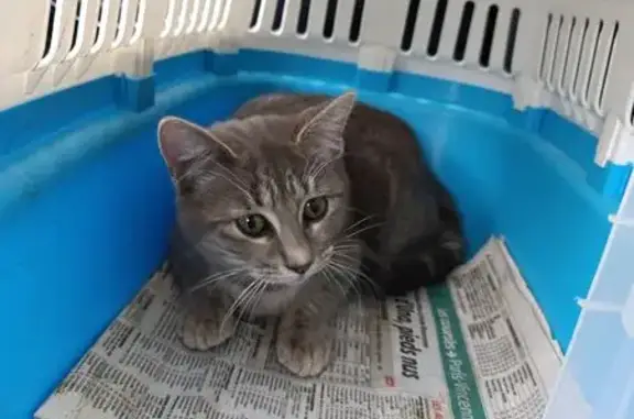 Chat trouvé Gannat, photo: Chatte trouvée dans camion Ikea