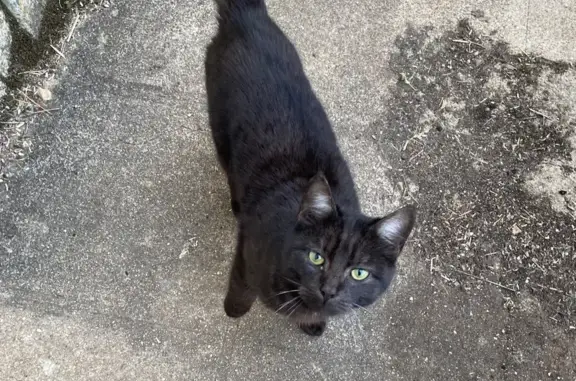 Animaux trouvés , photo: Chat noir mâle trouvé à Mailly-le-Château