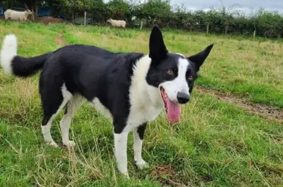 Chien perdu : Border Collie à Lyon - photo