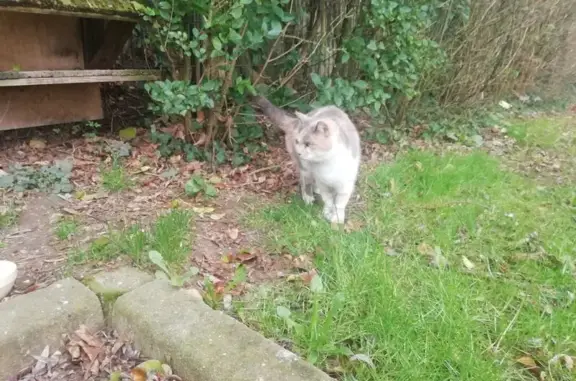 Animaux trouvés Vitry-le-François, photo: Chatte sociable trouvée à Vitry-le-François