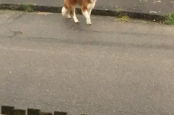 Chien trouvé Plouray, photo: Chien errant croisé Saint-Bernard à Plouray