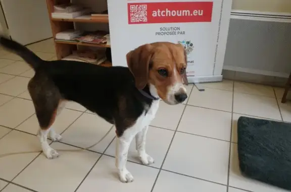 Animaux trouvés , photo: Jeune Beagle-Harrier trouvé à Mauzens