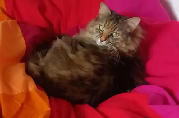 Animaux perdus , photo: Chatte à poil long perdue à Saint-Rémy