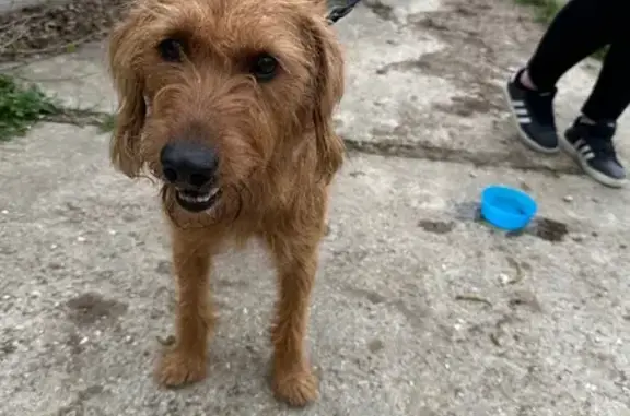 Animaux trouvés Chéroy, photo: Chien Griffon croisé trouvé à Chéroy