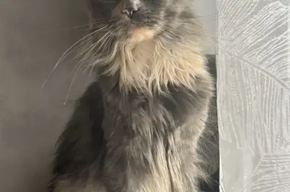 Chatte Maine Coon 2 ans perdue à Escaudain - photo