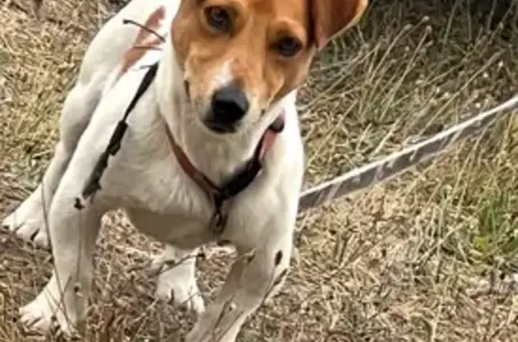 Chien perdu , photo : Jack Russell perdu à Boiry-Becquerelle