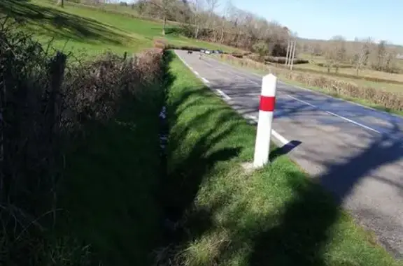 Animaux trouvés Chauffailles, photo: Chiens errants à La Bruyère, Chauffailles