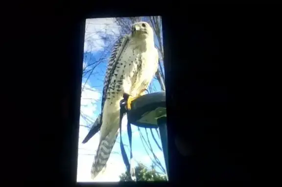 Animaux perdus , photo: Faucon gerfaut perdu à La Wantzenau