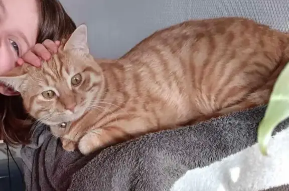 Animaux perdus Laval, photo: Léon, chat roux perdu à Laval