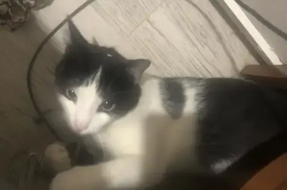 Animaux trouvés Cahors, photo: Chat sauvé d'un arbre à Cahors