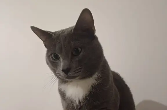 Chat perdu, Villeurbanne, photo: Chat mâle gris 18 mois perdu à Villeurbanne