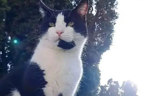 Animaux perdus , photo: Chat Européen noir et blanc disparu