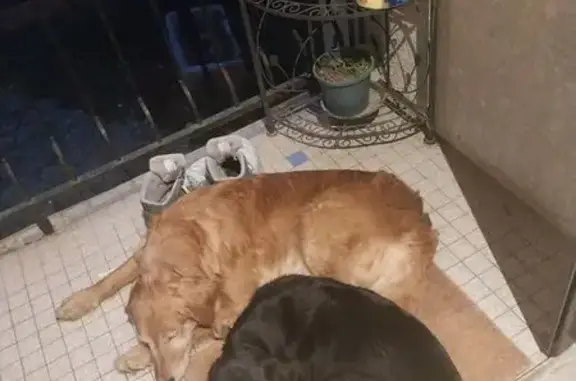 Deux chiens trouvés à Arc-lès-Gray - photo