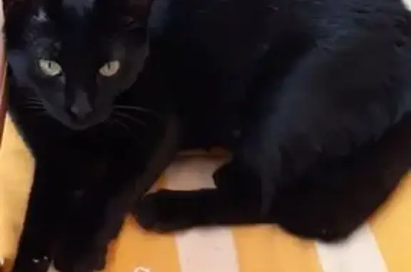 Chat perdu, , photo: Chat disparu près de Route de Ruoms