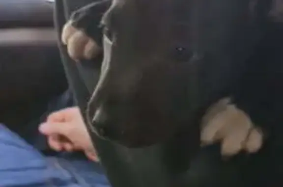 Animaux perdus Toulouse, photo: Staffie noire 7 mois perdue à Toulouse