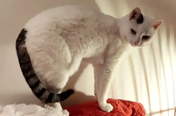 Chat blanc perdu, queue grise, Agde - photo