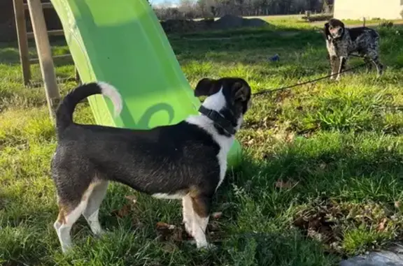 Chiens trouvés: Setter & Jack Russel Herm - photo